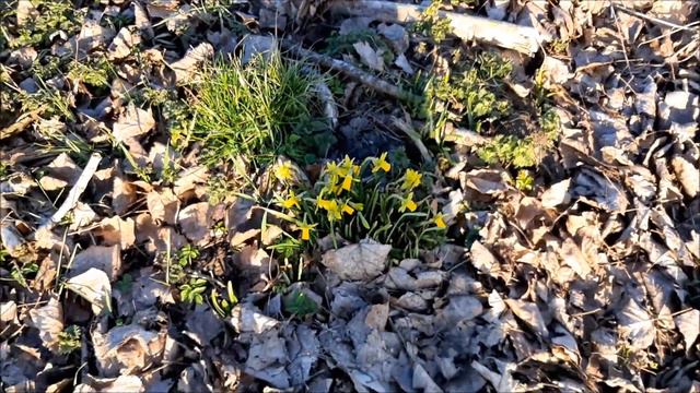 Нарциссы расцвели в феврале.Природа,цветы,весна,красота,позитив. смотреть онлайн