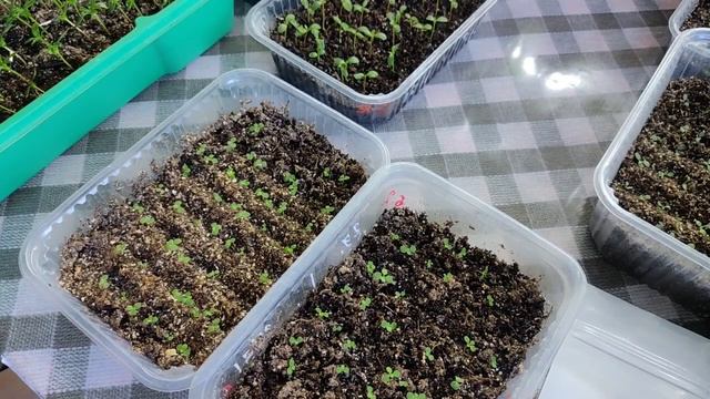 Февральские посевы. Всхожесть не радует😒 смотреть онлайн