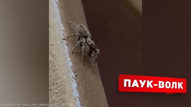 10 Самых Ядовитых Пауков в Мире смотреть онлайн