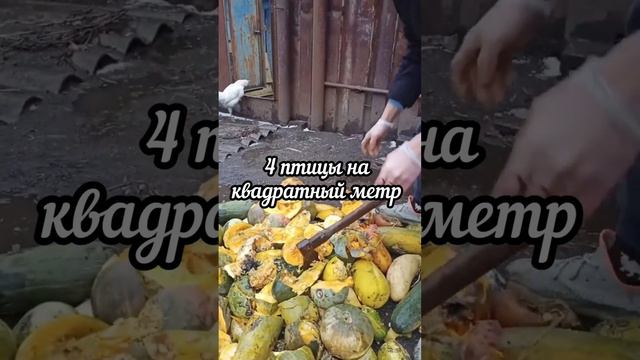КУРЫ КЛЮЮТ ДРУГ ДРУГА #огород #полезныесоветы #куры #курынесушки #своимируками смотреть онлайн