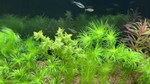 Бликса японская, условия содержания в моем аквариуме. Blyxa japonica.