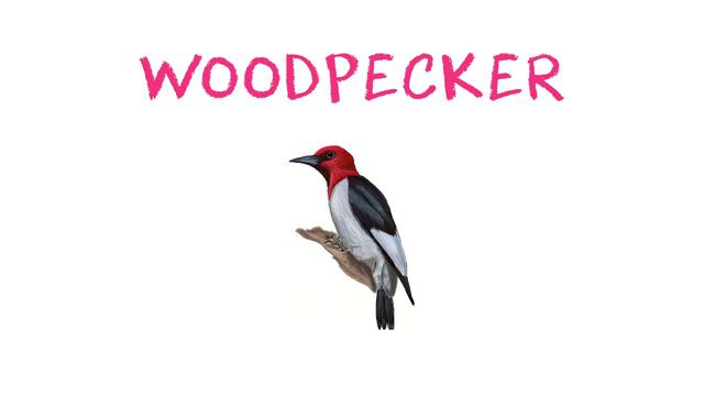 🔴 Learn Birds For Children | Bird Names For Children