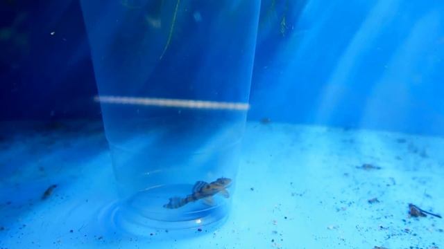 FINALLY GOT ONE! L397 Panaqolus Pleco Fish смотреть онлайн