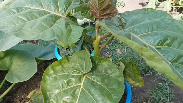 Цифомандра ( томатное дерево) смотреть онлайн