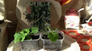 Огурец Бьерн — огурец без недостатков.