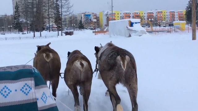 Ребёнок управляет оленьей упряжкой без хорея впервые смотреть онлайн