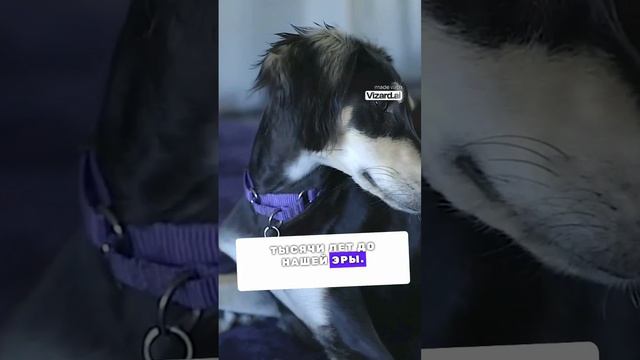 Салюки - собака фараонов #собаки #собака #факты #фактысовсегомира #интересно #самыйсамыйтоп смотреть онлайн