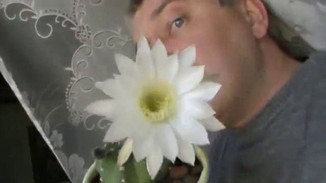 Белый кактус цветёт смотреть онлайн