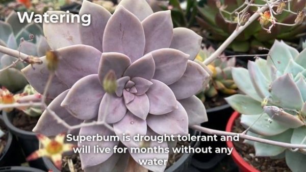 Graptopetalum superbum Care & Propagation