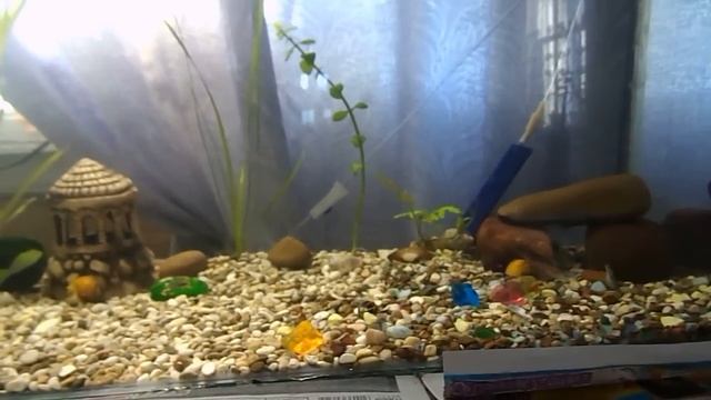 Аквариум 100 литров (начало) смотреть онлайн