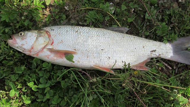 19 24 06 13 Немда- Вятка смотреть онлайн