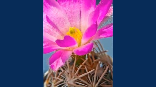 Cactus Coryphantha Minima (Escobaria Minima) Blooming Time