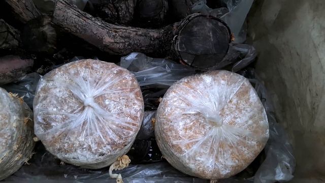 ГРИБНАЯ ТЕПЛИЦА СВОИМИ РУКАМИ. ГРИБЫ ВСЕГДА И В ЛЮБОЕ ВРЕМЯ смотреть онлайн