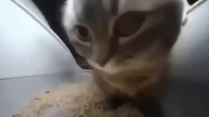 Чипи Чипи Чапа Чапа 10 ЧАСОВ