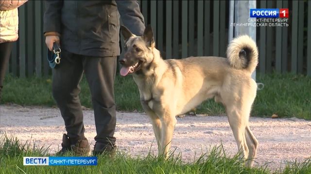На Васильевском острове открыли самую большую кинологическую площадку в городе смотреть онлайн