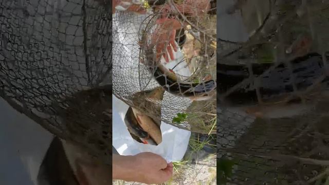 Удачный улов в районе Федоровского смотреть онлайн