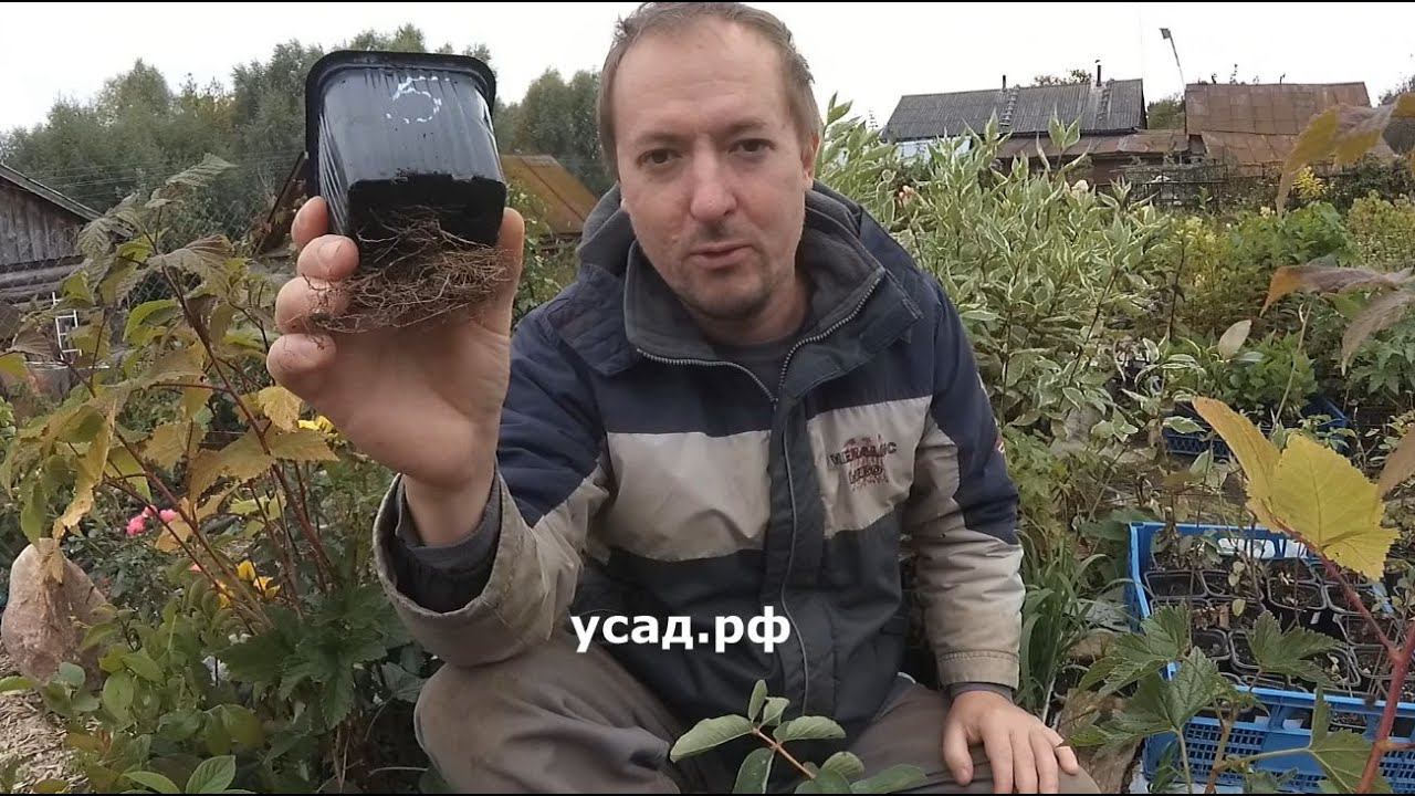 ЗАРАБАТЫВАЕМ НА САЖЕНЦАХ! Почему осенью лучше? ОКС и ЗКС - что это??? смотреть онлайн