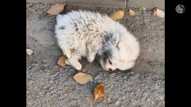 Everyone thought he had rabies, the man approached and a miracle happened смотреть онлайн