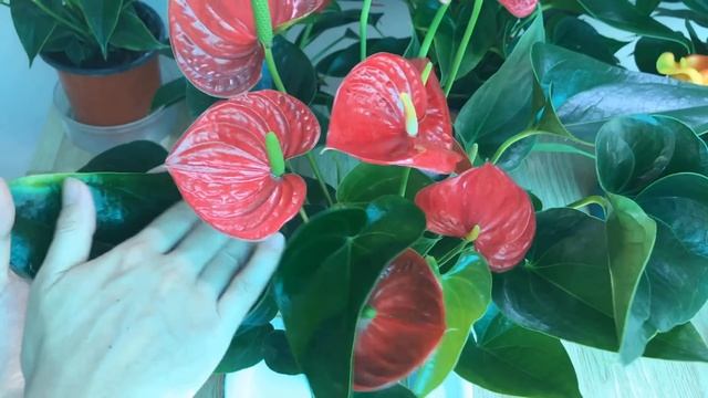 Sprinkle A Little On The Roots To Make The Flowers Bloom All Year Round