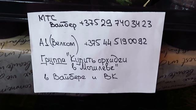 Шикарнейший завоз ароматных орхидей!!!!Феникс,Лиодоро,Парфюм,Арома,Пульчерима,Стюарт! смотреть онлайн