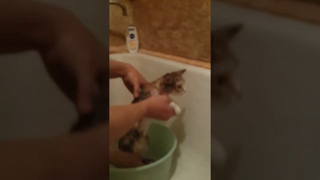 Как правильно мыть кошку смотреть онлайн