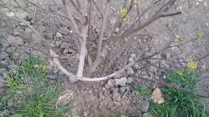 Как вырастить инжир. В какую землю сажать.