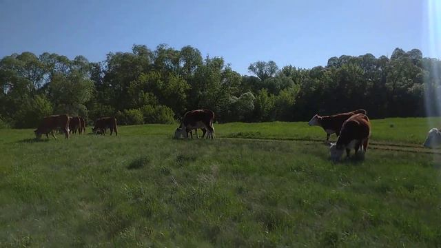 прибавление в стаде ! смотреть онлайн