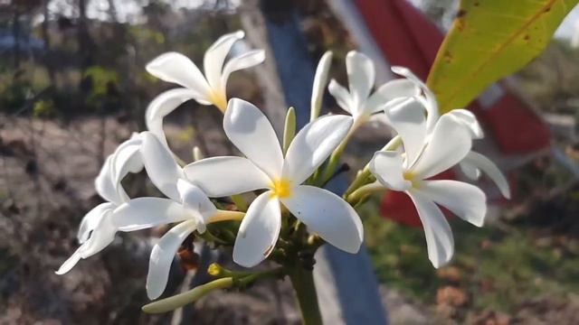 Beginning of New Growing Season - Plumeria 🤞 смотреть онлайн