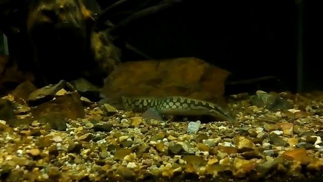 (Mastacembelus Armatus) Мастацембел, слегка голоден)