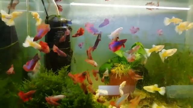 Петушки Супер Дельта и Гуппи Платина Нижневартовск смотреть онлайн