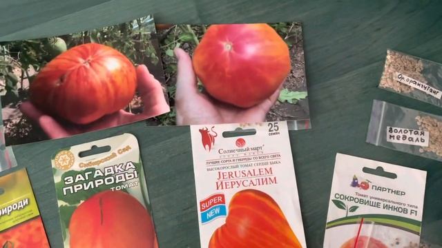 Самые вкусные томаты - биколоры, которые я выбрала на следующий год. смотреть онлайн