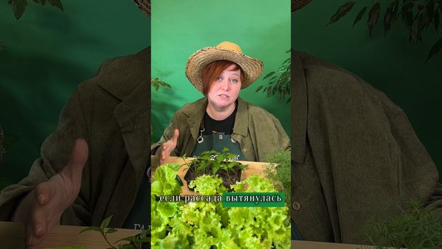 ЕСЛИ ВЫТЯНУЛАСЬ РАССАДА смотреть онлайн