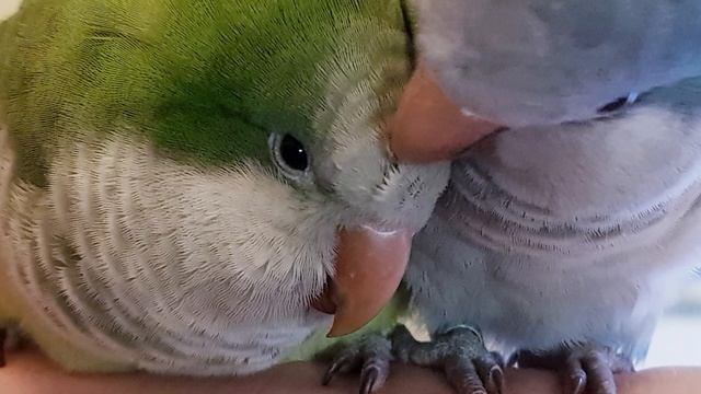 ДАВАЙ ПОГОВОРИМ, ПОРАЗМЫШЛЯЕМ! УЧИМ ПОПУГАЯ ГОВОРИТЬ. УНИВЕРСАЛЬНЫЙ УРОК ДЛЯ ПОПУГАЯ. смотреть онлайн