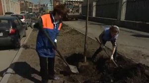 Посадка липы   уДачные советы