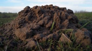 ФАКТЫ О КРОТАХ!