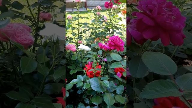 Как я поливаю цветущие розы в саду смотреть онлайн