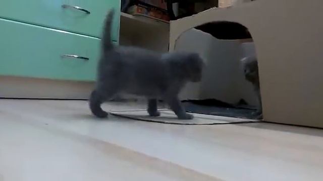 Британские котята (о нас пушистиках.) смотреть онлайн