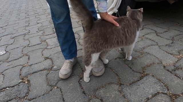 Grey cat attacked the tuxedo cat because I petted her смотреть онлайн