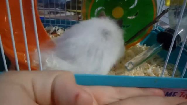 Мне купили хомяка????Ути-пути! Покупки из Zooshop))) смотреть онлайн