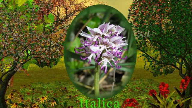 orchids смотреть онлайн