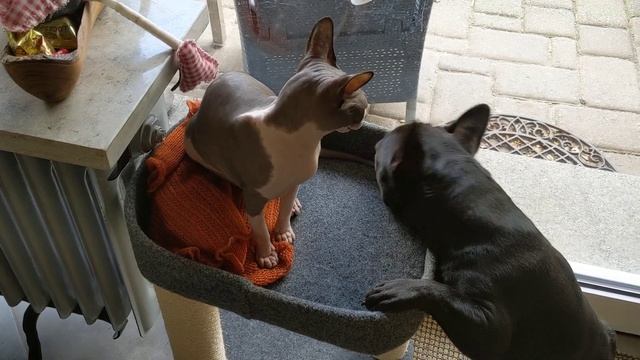 С хвостом играться интересней смотреть онлайн