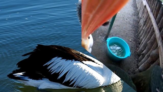 Пеликан - интересные факты смотреть онлайн