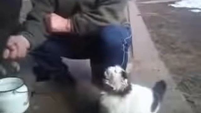 Чем кормить кота? смотреть онлайн