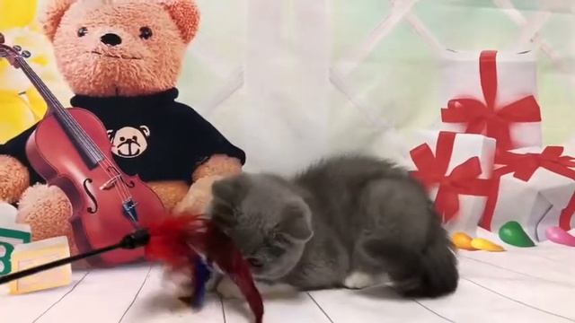 Британская кошечка, окрас голубой Биколор, 2,5 месяца смотреть онлайн
