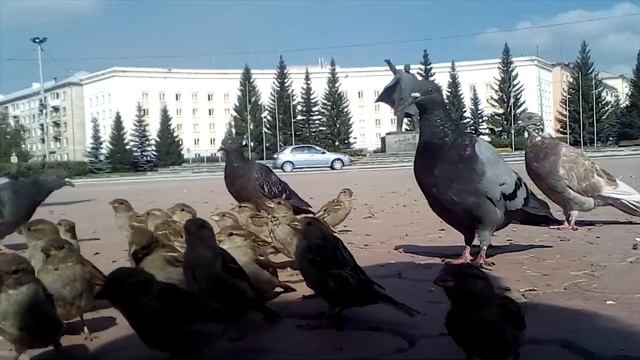 Кормлю воробьёв. Наслаждайтесь.