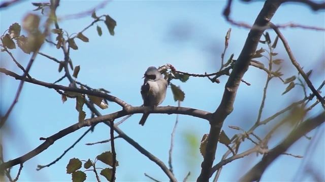 Гнездо синицы ремез смотреть онлайн