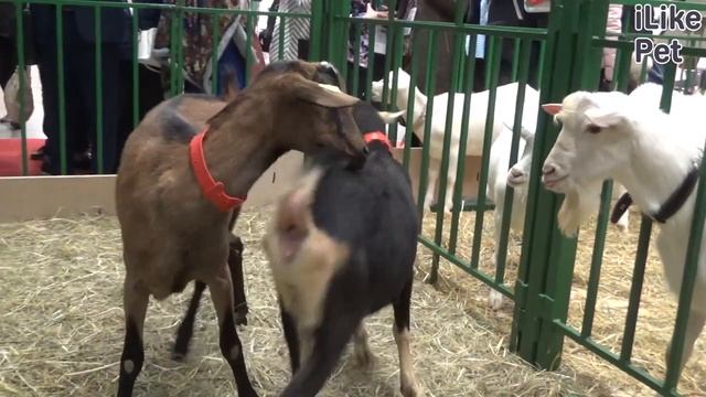 Как ухаживать за альпийской козой?