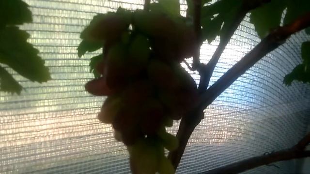 Виноград Карнавал в парнике урожай 2020 года смотреть онлайн