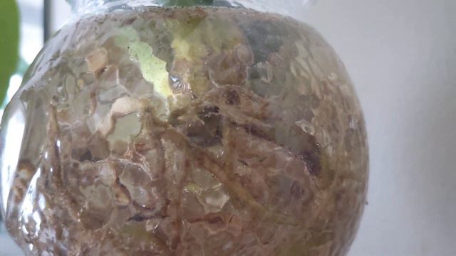 👁️ Why am I Chopping My Monstera Deliciosa Variegata Thai Constellation? 🌱 + Mini Houseplant Haul! смотреть онлайн