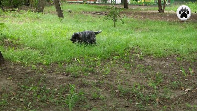 Английский Кокер Спаниель: плюсы и минусы породы смотреть онлайн